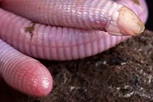 Zimbabwe: The Wedgesnouted Worm Lizard (Monopeltis decosteri)