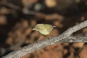 Brevirostris: Weebill