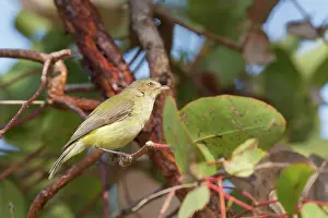 Queensland: Weebill