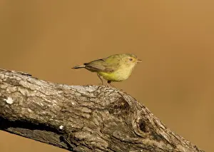 Australias: Weebill - Australia's smallest bird