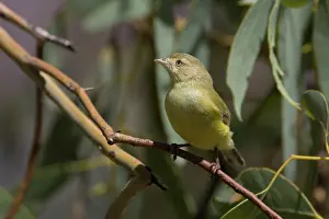 Tanks: Weebill - in a eucalypt near the Mt Isa city water tanks