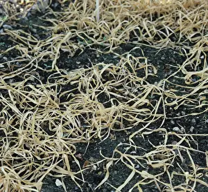 Volunteers: Weed control