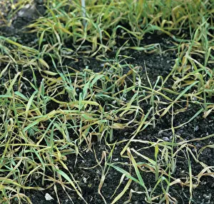 Volunteers: Weed control