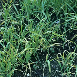 Volunteers: Weed control