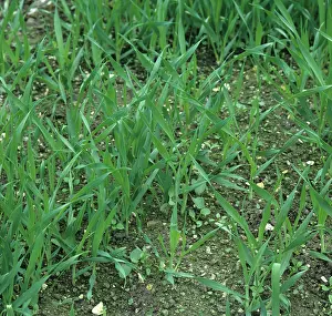 Volunteers: Weed control