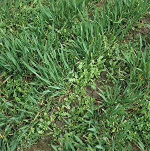 Seedlings: Weed seedlings