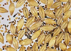 Spoil: Weed seeds contaminating barley grain sample
