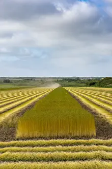 Stems: Weeding and drying the stems of flax in a field