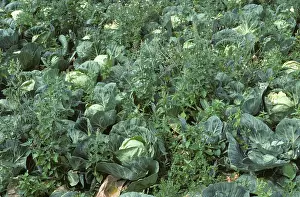Weeds: Weeds in a cabbage crop