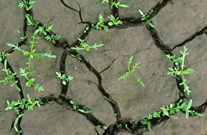 Parched: Weeds in creacked mud