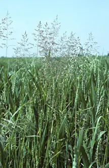 Bluegrass: Weeds growing in Wheat crop