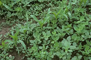 Maize: Weeds in young maize crop