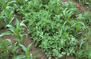 Weeds: Weeds in young maize crop