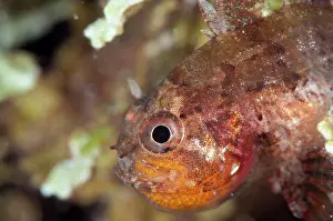 Cardinalfish: Weedy Cardinalfish - with eggs in mouth during night dive