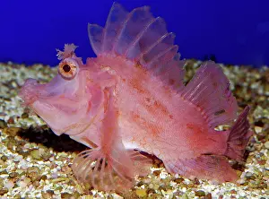 Frondosa: Weedy Scorpionfish