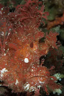Appendage: Weedy Scorpionfish