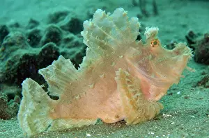Scorpionfish: Weedy Scorpionfish