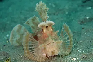 Scorpionfish: Weedy Scorpionfish