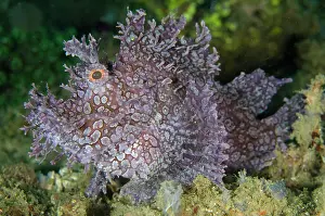 Scorpionfish: Weedy Scorpionfish