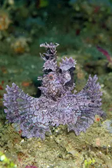 Scorpionfish: Weedy Scorpionfish