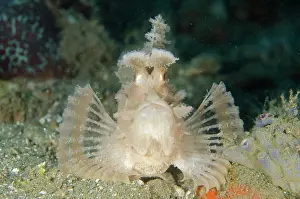 Scorpionfish: Weedy Scorpionfish