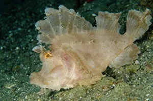 Scorpionfish: Weedy Scorpionfish