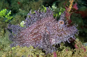 Scorpionfish: Weedy Scorpionfish