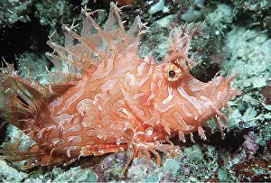 Scorpionfishes: WEEDY SCORPIONFISH - uses lure to catch prey