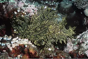 Valerie & Ron Taylor: WEEDY SCORPIONFISH - VENOMOUS