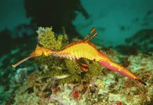 Seahorses: WEEDY SEA DRAGON / SEAHORSE - Adult male with egg