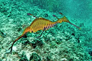 Seadragons: Weedy Seadragon