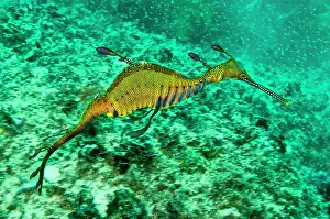 Seadragons: Weedy Seadragon