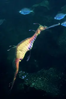 Seadragons: Weedy SEADRAGON - endemic to the south east coast