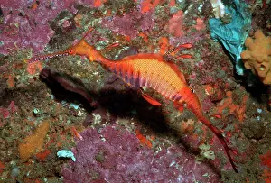 Seadragons: Weedy SEADRAGON - Endemic to south eastern Australia