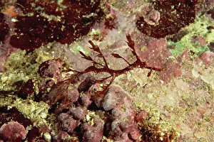 Seahorses: Weedy Seadragon - Juvenile