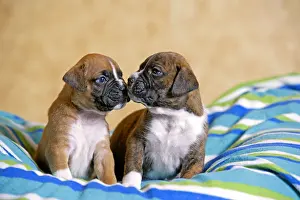 Boxer: Two five week old Boxer Puppies on blanket, touching
