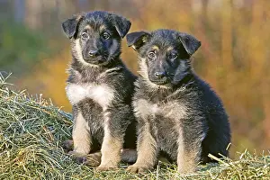 Haystack: Two eight week old German Shepherd puppies sitting