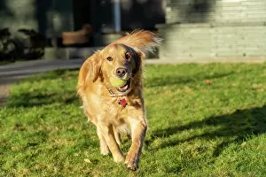 Released: Ten week old Red Golden Retriever puppy. (PR)