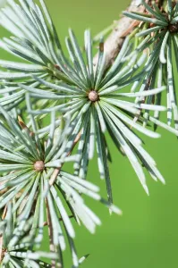 Cedar: Weeping Blue Atlas Cedar. Cedrus atlantica Glauca