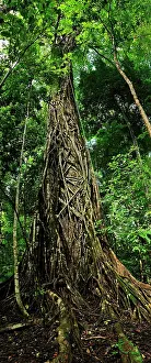 Benjamina: Weeping Fig