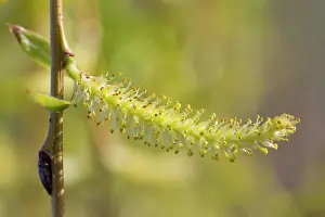 Salix: Weeping Golden Willow