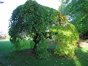 Mulberries: Weeping White Mulberry Tree