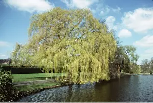 Willows: WEEPING WILLOW
