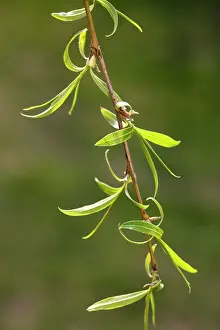 Weeping: Weeping Willow - leaves in spring