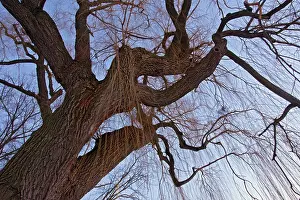 Weeping: Weeping Willow Tree - at dusk