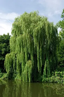 Willows: This Weeping Willow was found on a tributary of