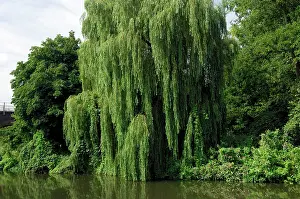 Willows: This Weeping Willow was found on a tributary of