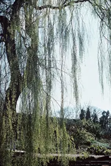 Willows: WEEPING WILLOW Tristis