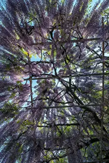 231118: Weeping Wisteria at Shimonobu Temple, Japan