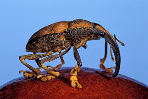 Weevils: Weevil